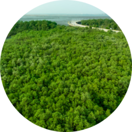 aerial view of lush forest